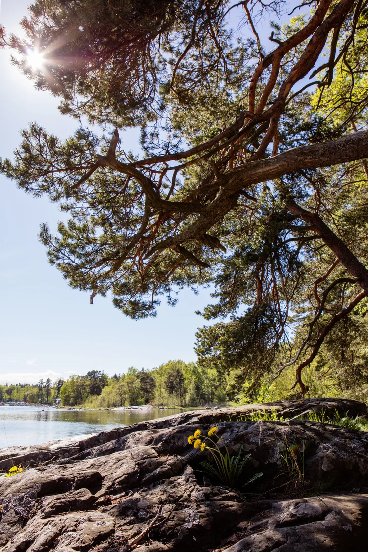 Männynoksa, kallio ja merenranta Villa Ruusuniemessä